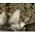 Fluorite, Pyrite and Calcite Villabona Mine - Asturias M03876